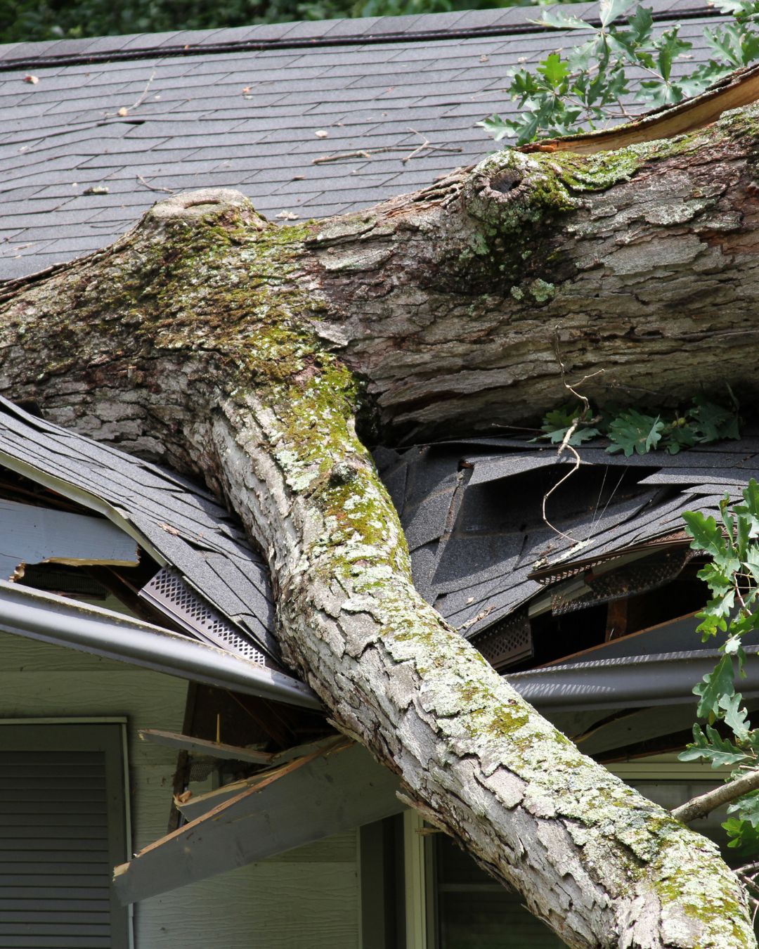 Wind Damage